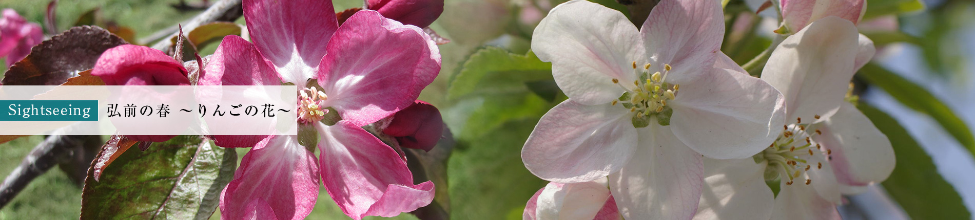 弘前の春～りんごの花～