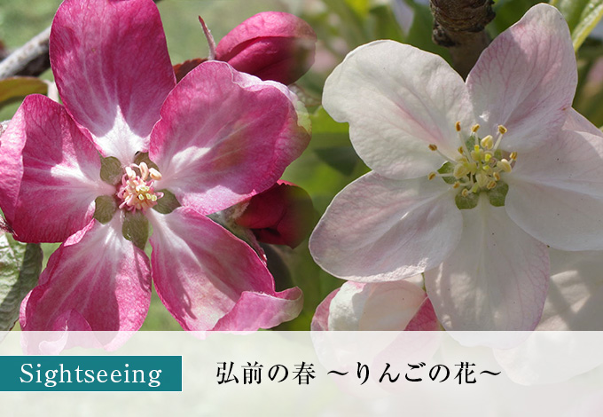 弘前の春～りんごの花～