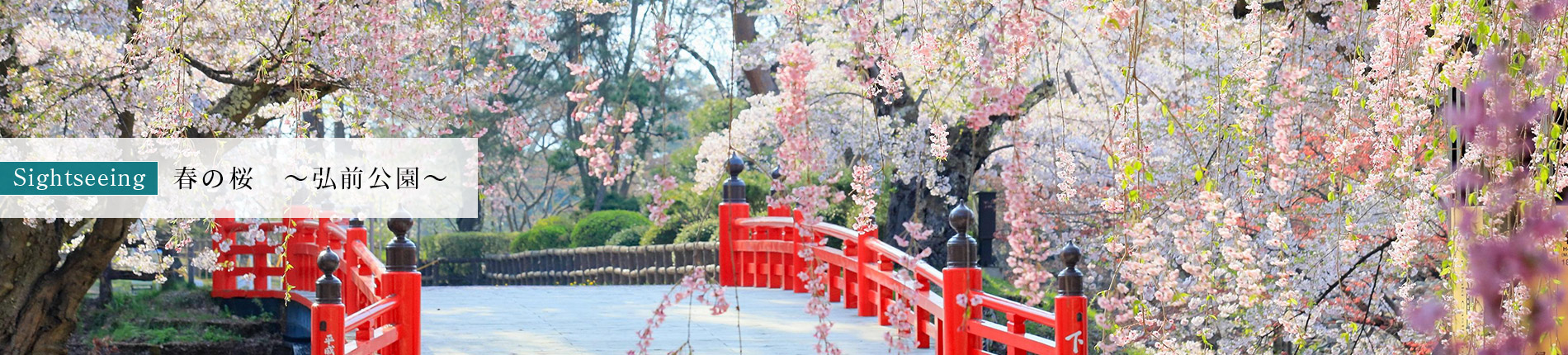 春の桜　～弘前公園～