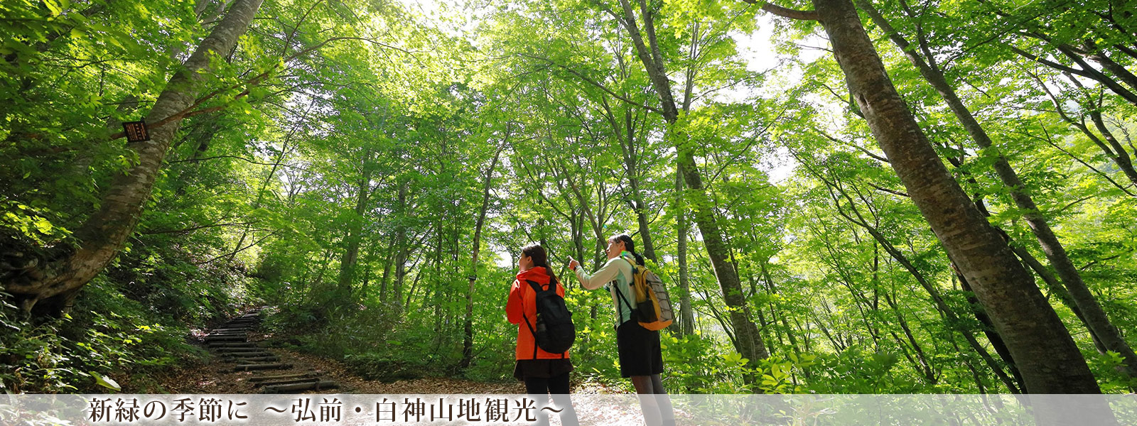 新緑の季節に ～弘前・白神山地観光～