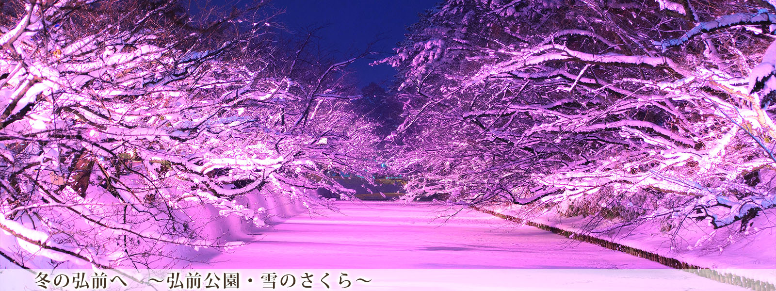 冬の弘前へ　～弘前公園・雪のさくら～