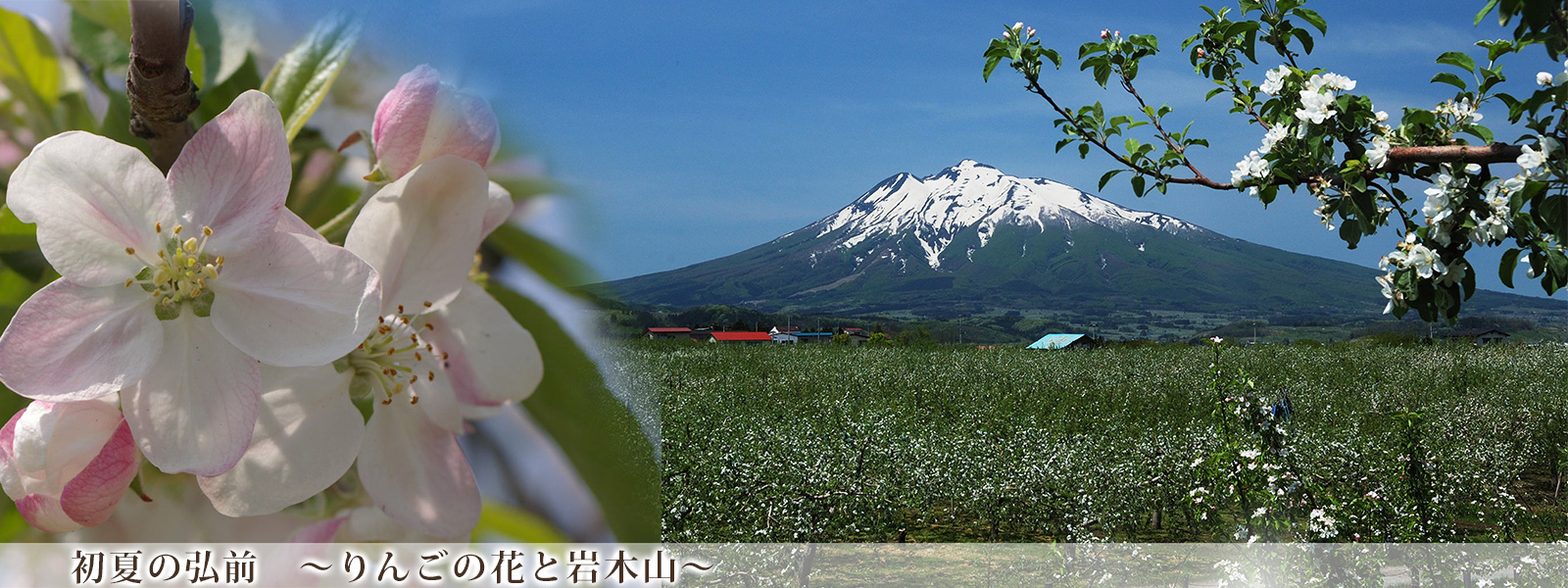 初夏の弘前　～りんごの花と岩木山～