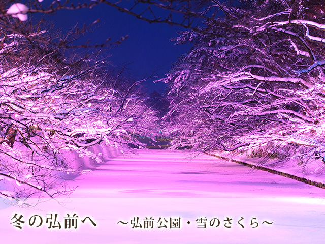冬の弘前へ　～弘前公園・雪のさくら～