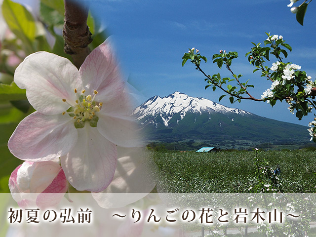 初夏の弘前　～りんごの花と岩木山～