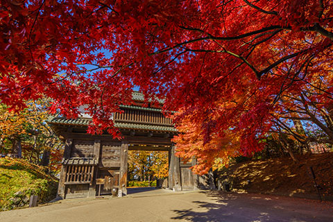 【秋】弘前城菊と紅葉まつり